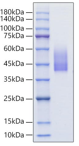 Recombinant Human R-spondin-3/ RSPO3 Protein