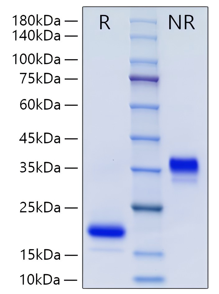 Recombinant Human Mature GDNF Protein