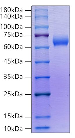 Recombinant Human SLAMF6/NTB-A/CD352 Protein