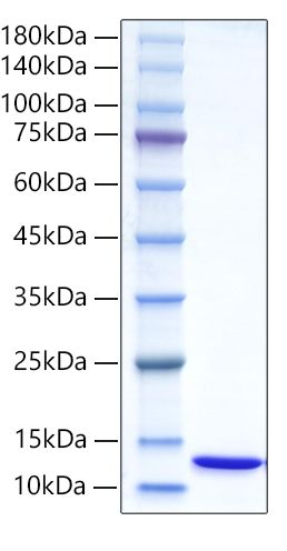 Recombinant Human Ubiquitin protein