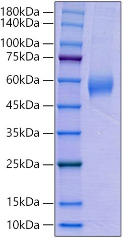 Recombinant Human AMHR2/MISR2 Protein