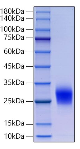 Recombinant Human Thy-1/CD90 Protein