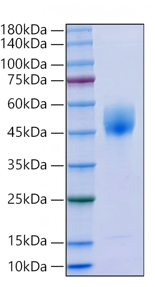 Recombinant Human LRG1(P133S) Protein