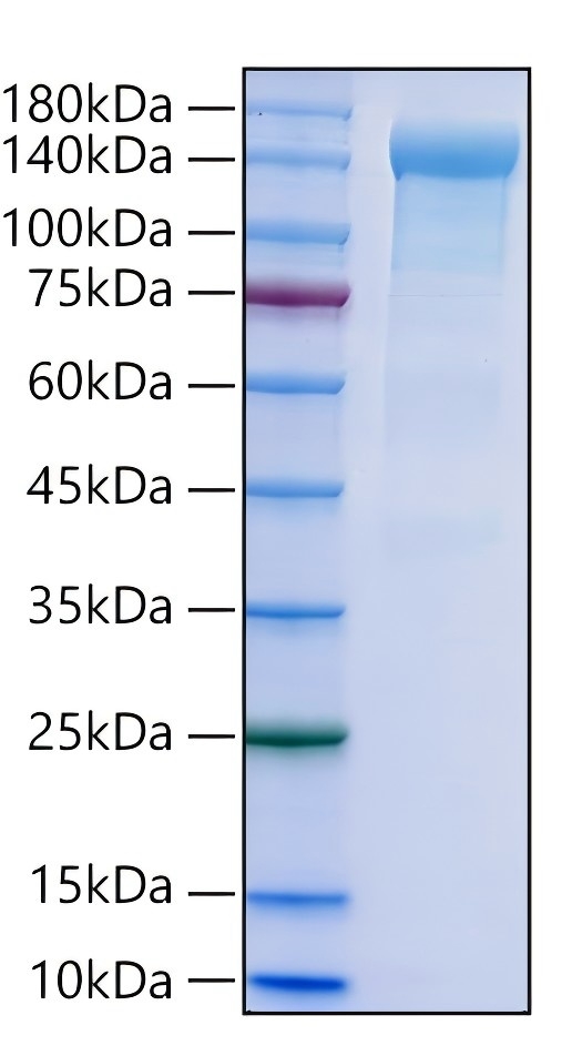 Recombinant Human CR2/CD21 Protein