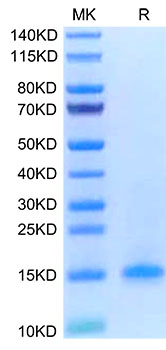 Recombinant Human CD3 delta Protein