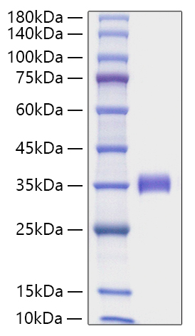 Recombinant Human Angiopoietin-2/ANG-2/ANGPT2(275-496) Protein