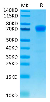 Recombinant Human B7-H1/PD-L1/CD274 Protein