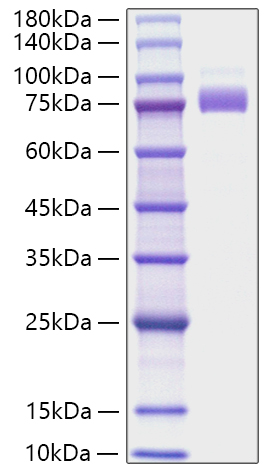 Recombinant Human Siglec-10 Protein