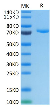 Recombinant Human Nectin-4/PVRL4 Protein