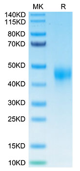 Biotinylated Recombinant Human TFPI Protein