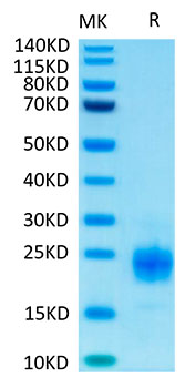 Biotinylated Recombinant Human TIGIT Protein