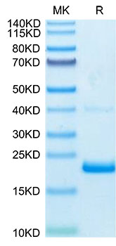 Biotinylated Recombinant Human TNF-alpha Protein