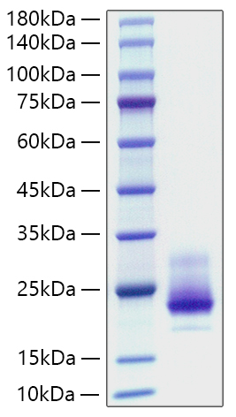 Recombinant Human TNFRSF10A/DR4/TRAIL-R1/CD261 Protein