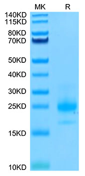 Biotinylated Recombinant Human TNFRSF10A/DR4/TRAIL-R1/CD261 Protein