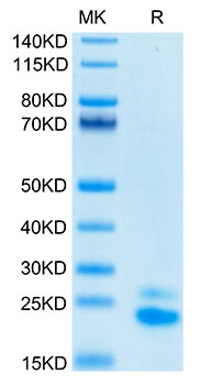 Biotinylated Recombinant Human  TNFRSF10B/DR5/TRAIL-R2/CD262 Protein