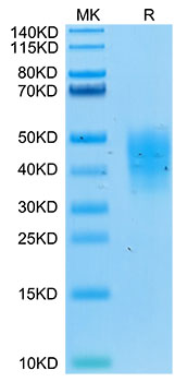 Biotinylated Recombinant Human TNFRSF10D/DcR2/TRAIL-R4/CD264 Protein