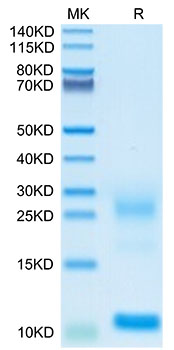 Biotinylated Recombinant Human Thymic stromal lymphopoietin/TSLP Protein