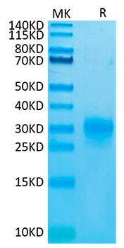 Biotinylated Recombinant Human Thymic stromal lymphopoietin/TSLP (R127A, R130A) Protein