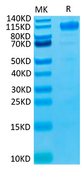 Biotinylated Recombinant Human VEGFR-1/FLT-1 Protein