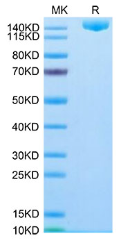 Recombinant SARS-CoV-2 Spike S1+S2 ECD(S-ECD)(B.1.1.529/Omicron) Trimer Protein