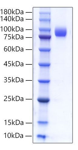 Recombinant Human CEACAM8/CD66b Protein