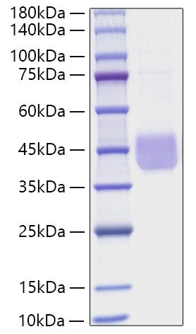 Recombinant Human SLAMF5/CD84 Protein