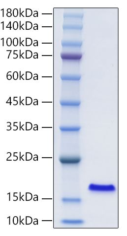 Recombinant Human FABP2/I-FABP Protein