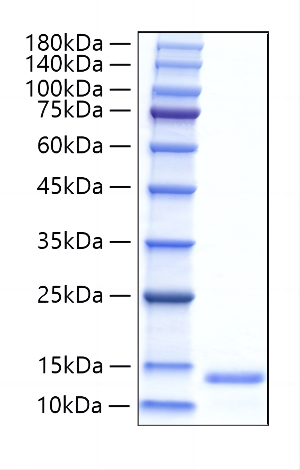 Recombinant Human GFER/ALR Protein