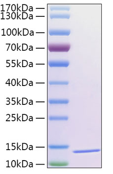 Recombinant Human Thioredoxin-2/MTRX/TXN2 Protein