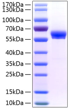 Recombinant Human FAM3B/PANDER Protein