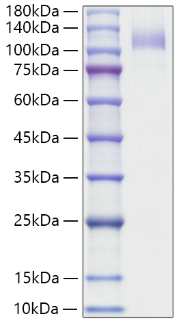 Recombinant Human SR-B3/CD36 Protein