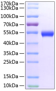 Recombinant Mouse TNFRSF18/GITR/CD357 Protein