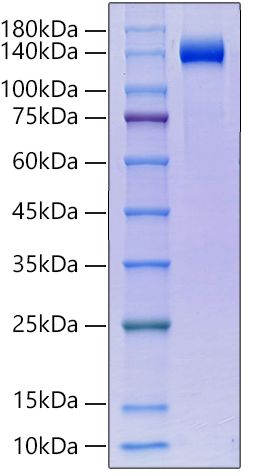 Recombinant Human Klotho beta/KLB Protein