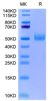 Biotinylated Recombinant Mouse GFR alpha-like/GFRAL Protein