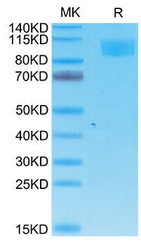 Recombinant Cynomolgus ACE-2 Protein