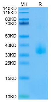 Biotinylated Recombinant Human Angiopoietin-like 3/ANGPTL3 (17-219) Protein