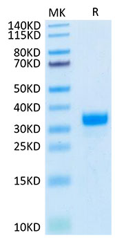 Biotinylated Recombinant Human Angiopoietin-2/ANG-2/ANGPT2 (275-496) Protein