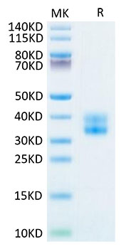 Biotinylated Recombinant Human TNFRSF9/4-1BB/CD137 Protein