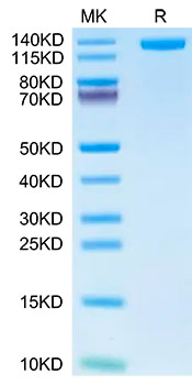 Recombinant Human CD163 Protein