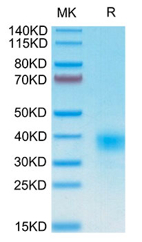 Recombinant Human KP43/KLRD1/CD94 Protein