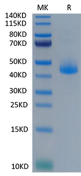 Recombinant Cynomolgus CD3 epsilon/CD3E Protein