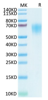 Recombinant SARS-COV-2 Spike S1 NTD Protein