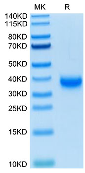 Biotinylated Recombinant SARS-COV-2 Spike RBD  Protein