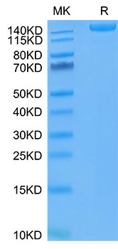 Recombinant SARS-COV-2 Spike S1+S2 ECD(S-ECD)(D614G) Trimer Protein