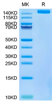 Biotinylated Recombinant SARS-COV-2 Spike S1+S2 ECD (S-ECD) Trimer Protein