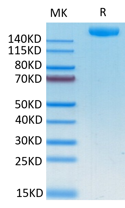 Recombinant SARS-COV-2 Spike S1+S2 ECD (S-ECD) Protein