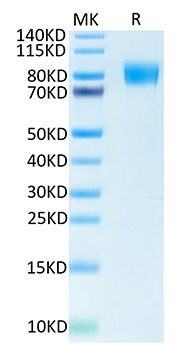 Biotinylated Recombinant Human CSF1R/M-CSF R/CD115 Protein