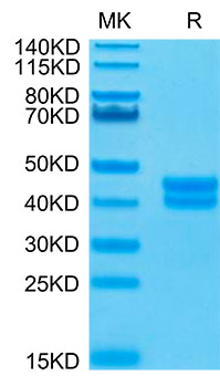 Biotinylated Recombinant Human Cell surface A33 antigen/GPA33 Protein