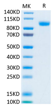 Biotinylated Recombinant Human ErbB-3/HER3 Protein