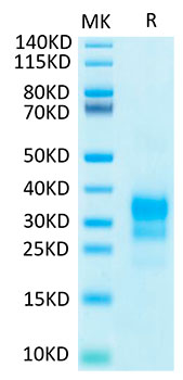 Biotinylated Recombinant Human IFN-gamma Protein